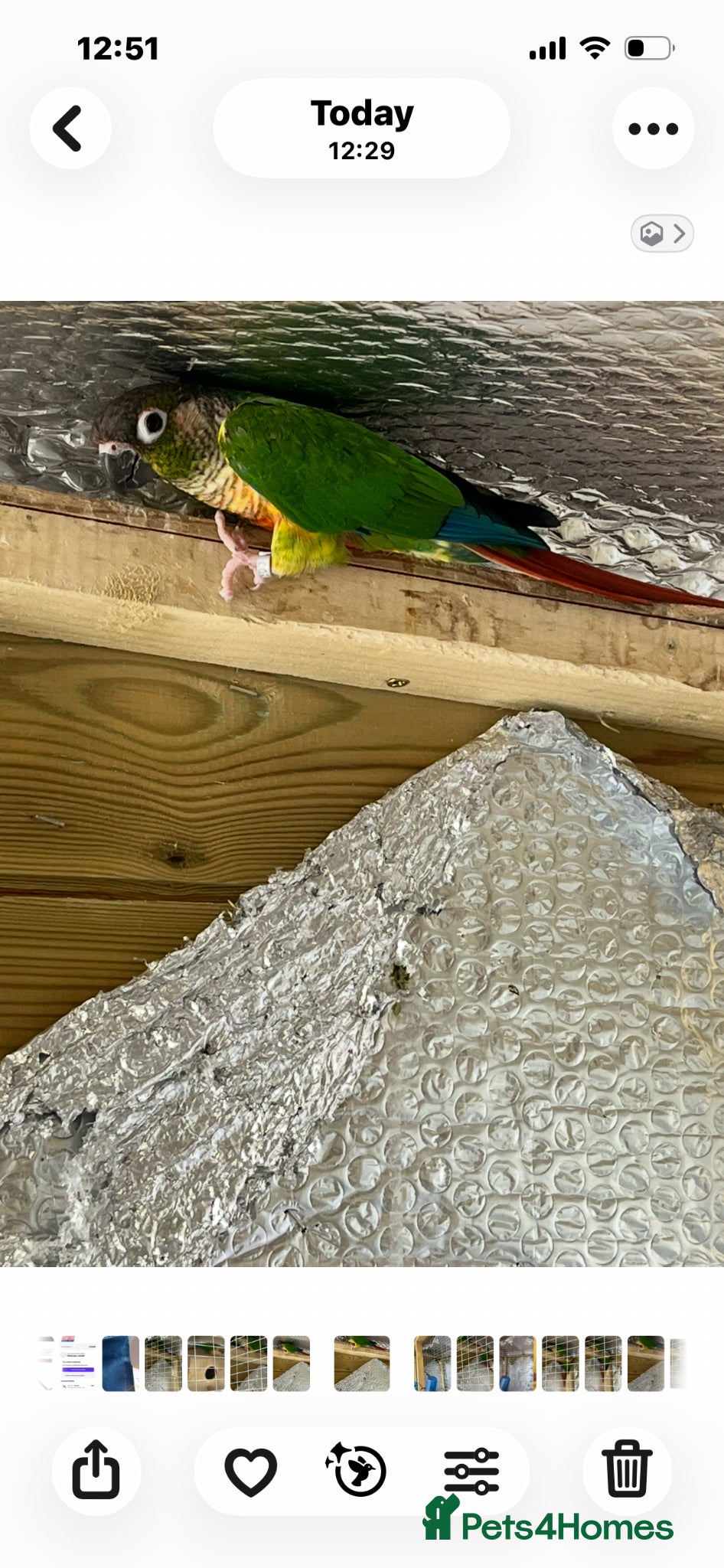 Conures birds Breeding pair of yellow sided pyrrhua conures  - Advert 3