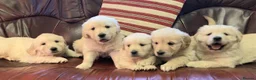 Golden Retriever dogs for sale: Golden retriever puppies - Advert 2
