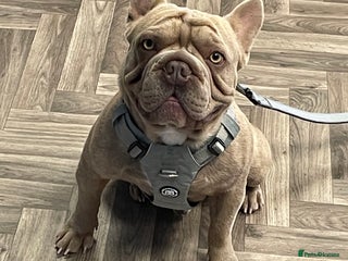 French Bulldog dogs - Advert 15