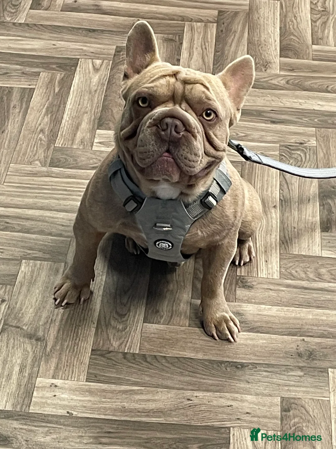 French Bulldog dogs for stud: French bulldog stud - Advert 1