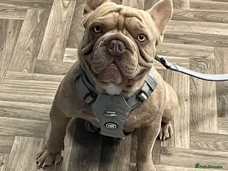 French Bulldog dogs French bulldog stud - Advert 2