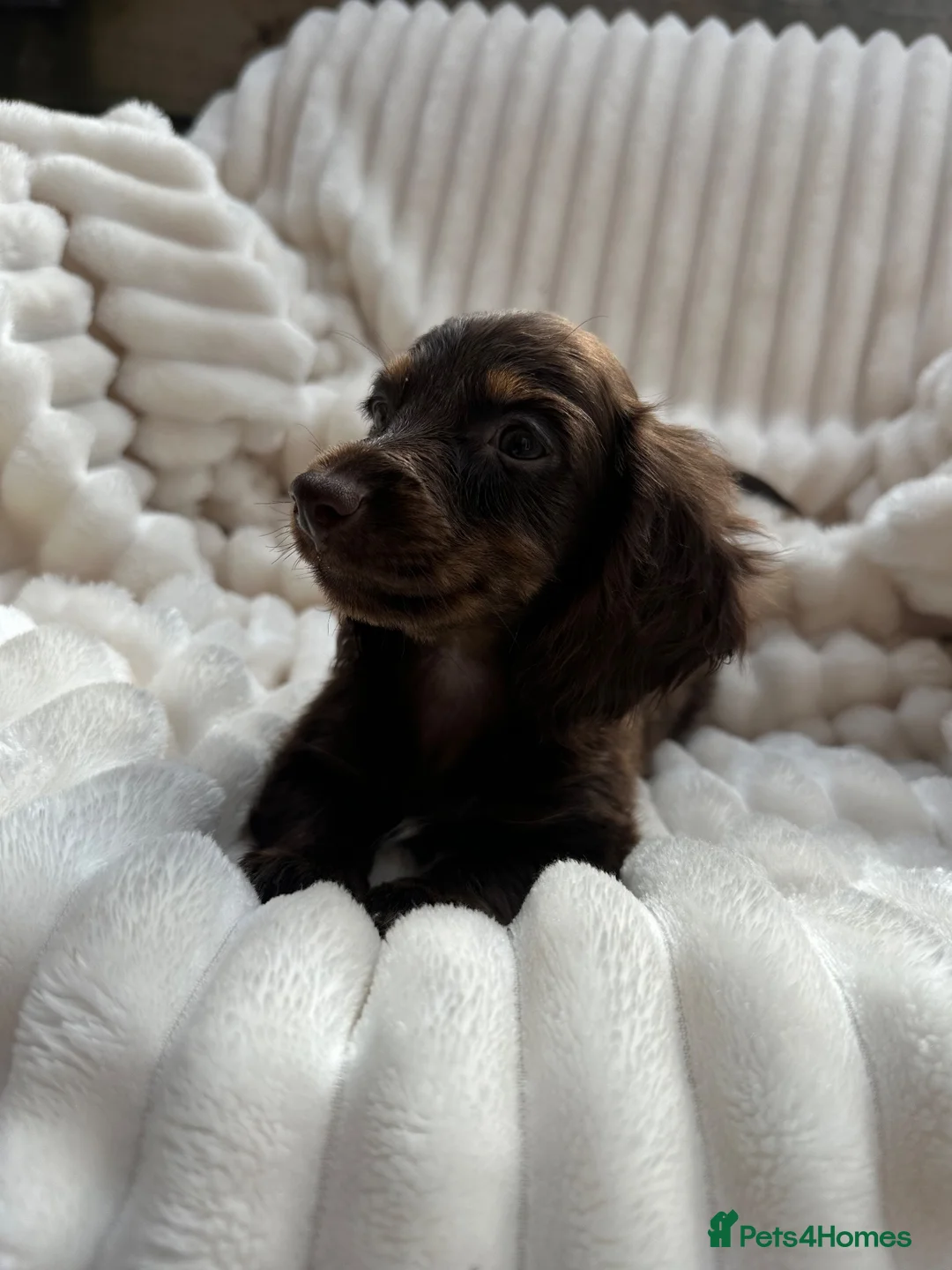 Miniature Dachshund dogs for sale: Fabulous Litter of Long haired dachshund puppies  - Advert 2