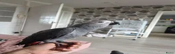 Parrots birds for sale: African grey parrot male in Glasgow - Advert 2
