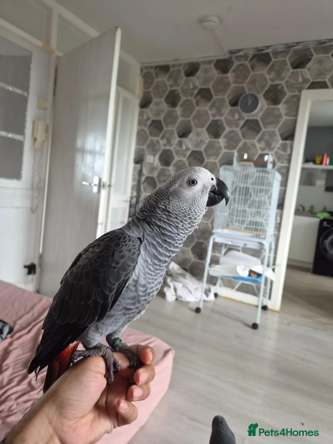 Parrots birds for sale: African grey parrot male in Glasgow - Advert 2