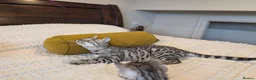 Bengal cats for sale: 🖤🩶🤍 Stunning Bengal Kittens 🤍🩶🖤 - Advert 5