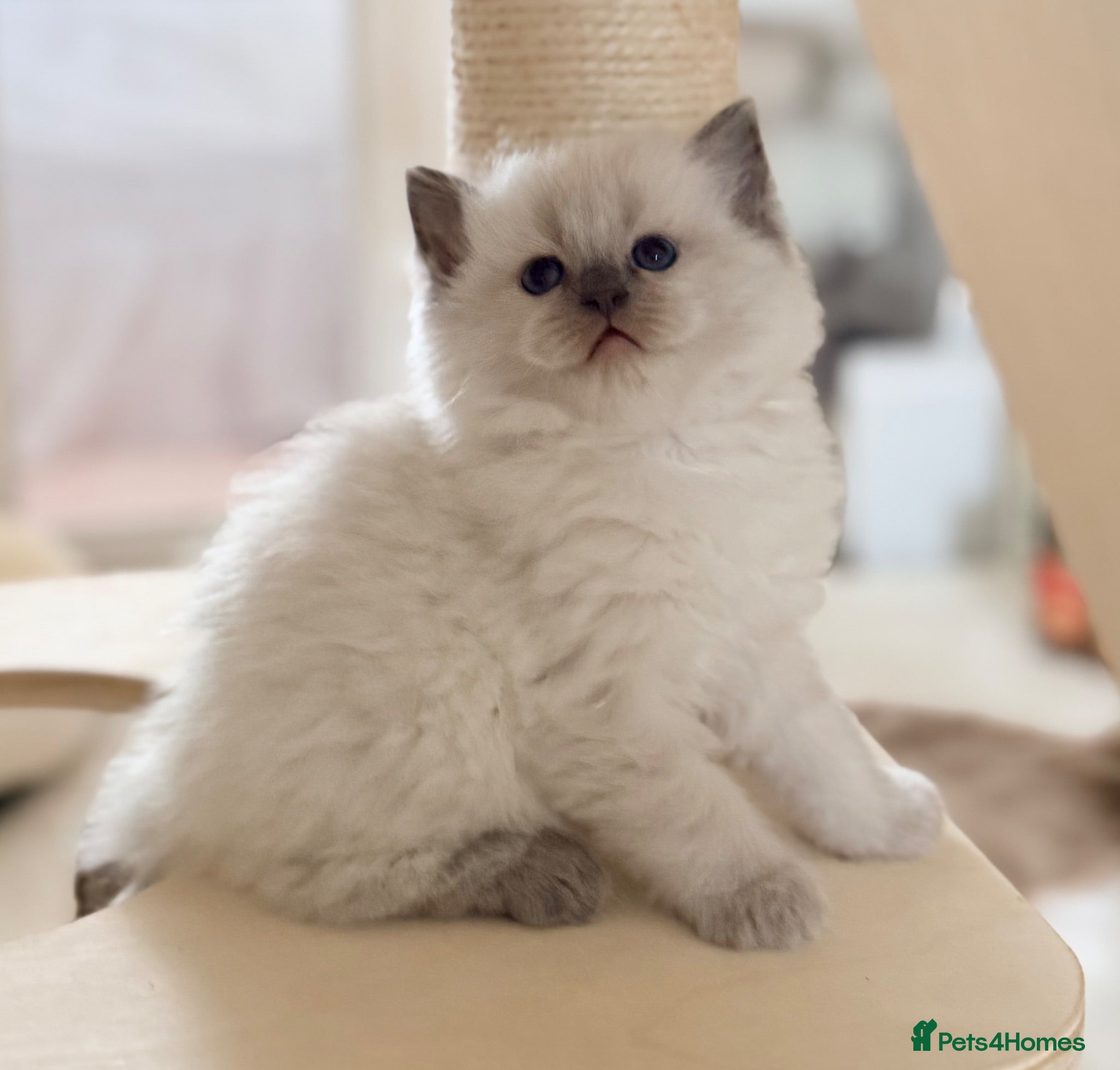 Ragdoll cats Champion pedigree Chucky Ragdoll babies  - Advert 2