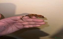 Gecko reptiles for sale: Baby crested geckos available  - Image 5