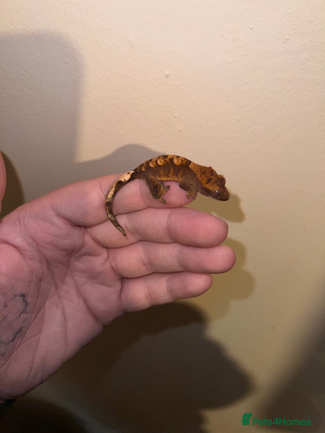 Gecko reptiles for sale: Baby crested geckos available  - Image 5