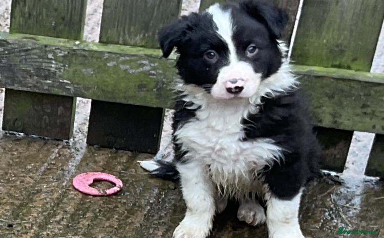 Border Collie dogs - Advert 9