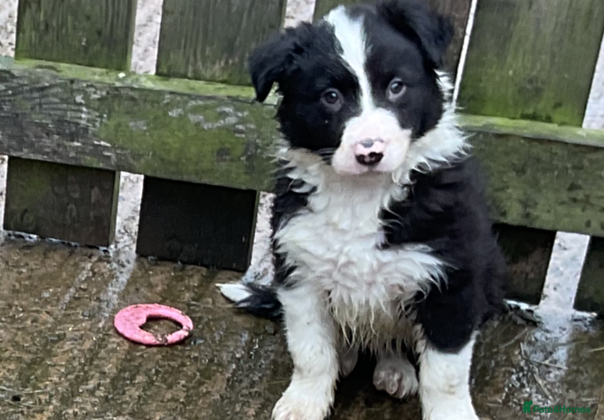 Border Collie dogs - Advert 9