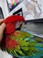 Budgerigars birds - Advert 5