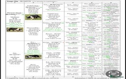 Border Collie dogs for sale: ISDS Registered border collie pups - Image 9