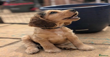 Cocker Spaniel dogs - Advert 2