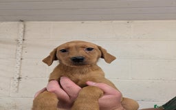Labrador Retriever dogs for sale: Gorgeous Labrador Puppies for sale - Image 9