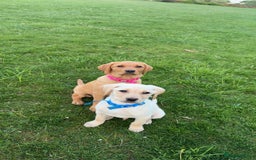 Labrador Retriever dogs for sale: Labrador Retriever - Image 3