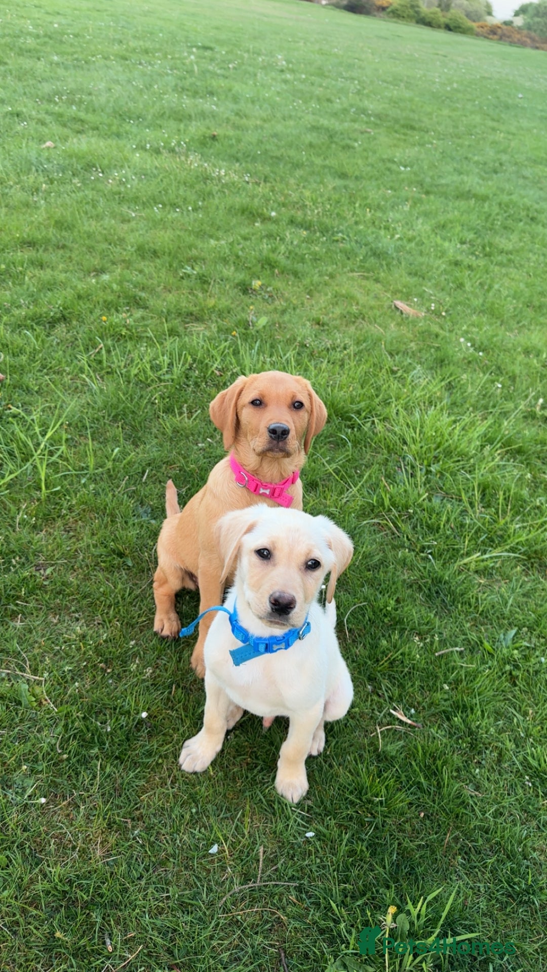 Labrador Retriever dogs for sale: Labrador Retriever - Image 3