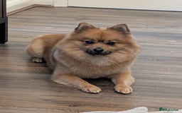 Pomeranian dogs for stud: Sable Pomeranian  - Image 2