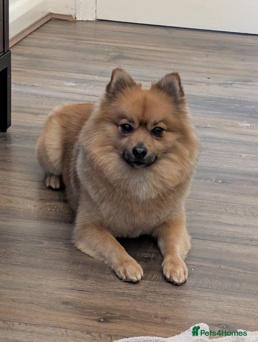Pomeranian dogs for stud: Sable Pomeranian  - Image 2