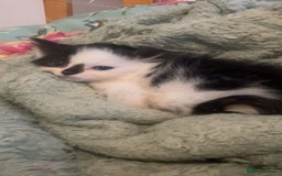 Mixed Breed cats for sale: kittens for sale - Image 1