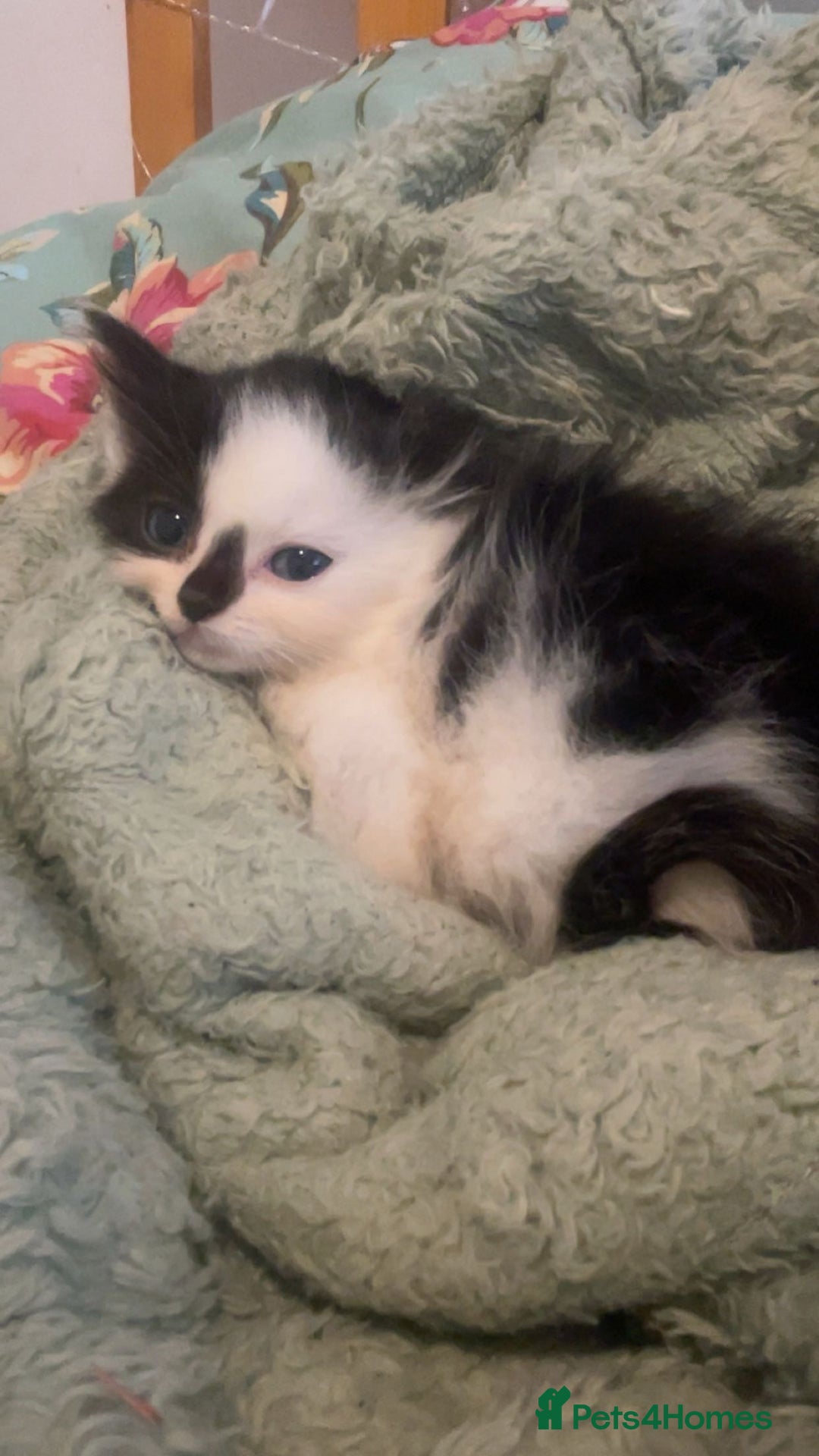 Mixed Breed cats for sale: kittens for sale - Image 1