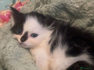 Mixed Breed cats - Advert 29