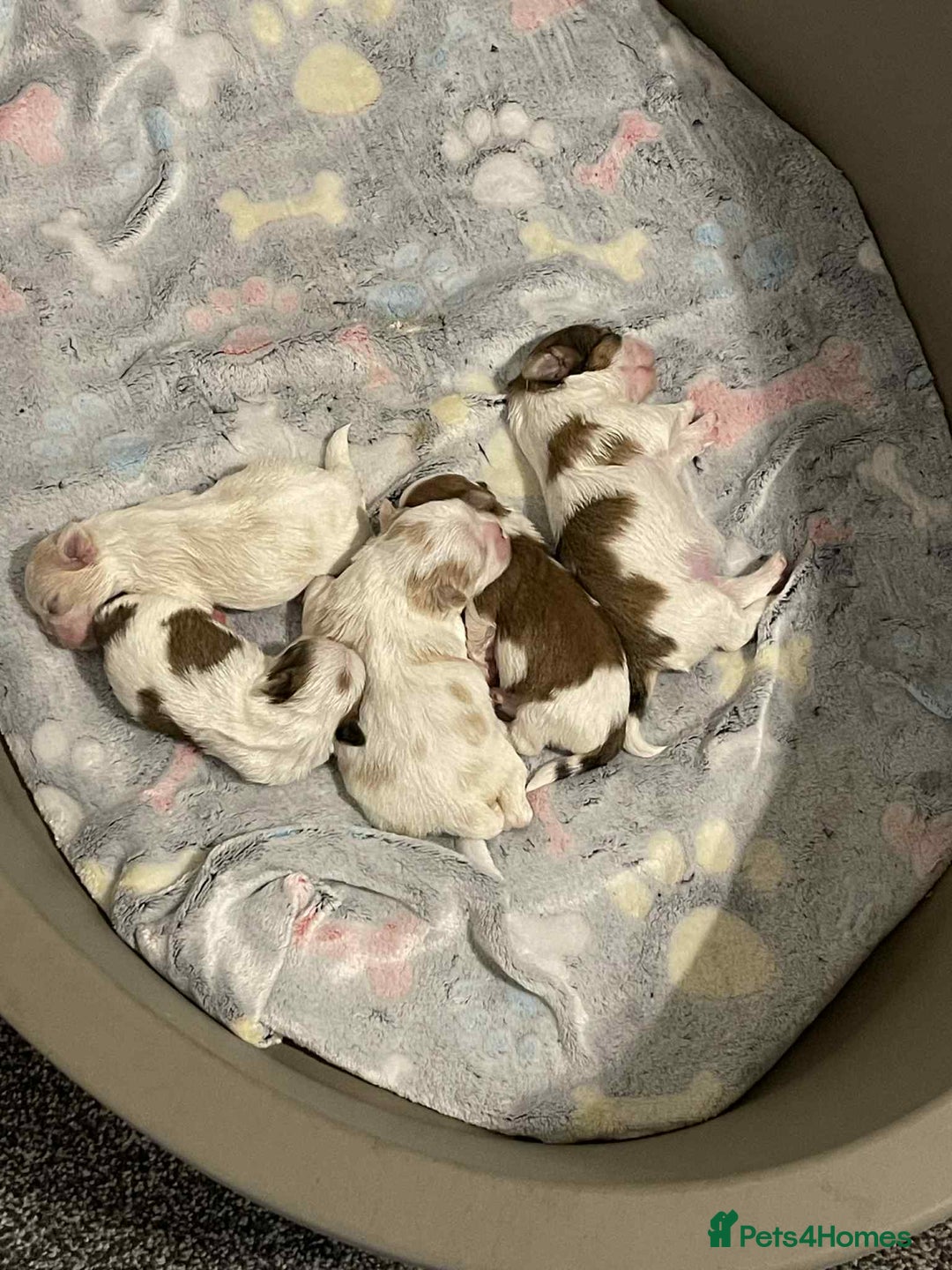 Shih Tzu dogs for sale: Five Adorable Puppies Looking for Loving Families - Image 10