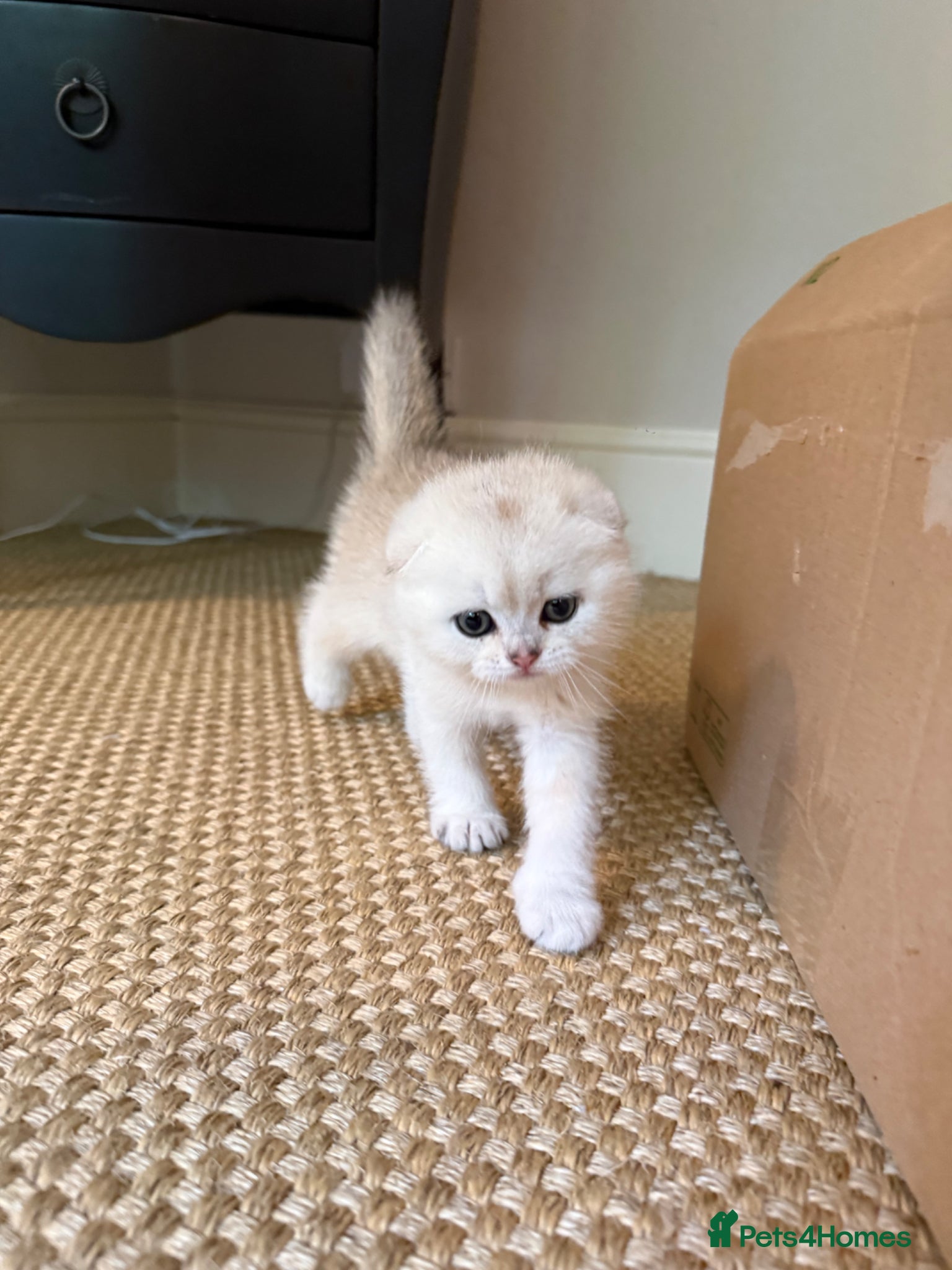 Scottish Fold cats ‼️READY TO RESERVE beautiful Scottish fold kittens - Advert 17