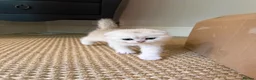 Scottish Fold cats for sale: ‼️READY TO RESERVE beautiful Scottish fold kittens - Advert 1