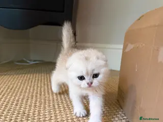 Scottish Fold cats ‼️READY TO RESERVE beautiful Scottish fold kittens - Advert 17