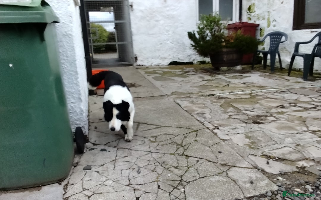 Border Collie dogs for sale: Border Collie Pups  - Image 11