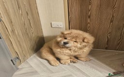 Chow Chow dogs for sale: Outstanding 3 beautiful chow pups - Image 15