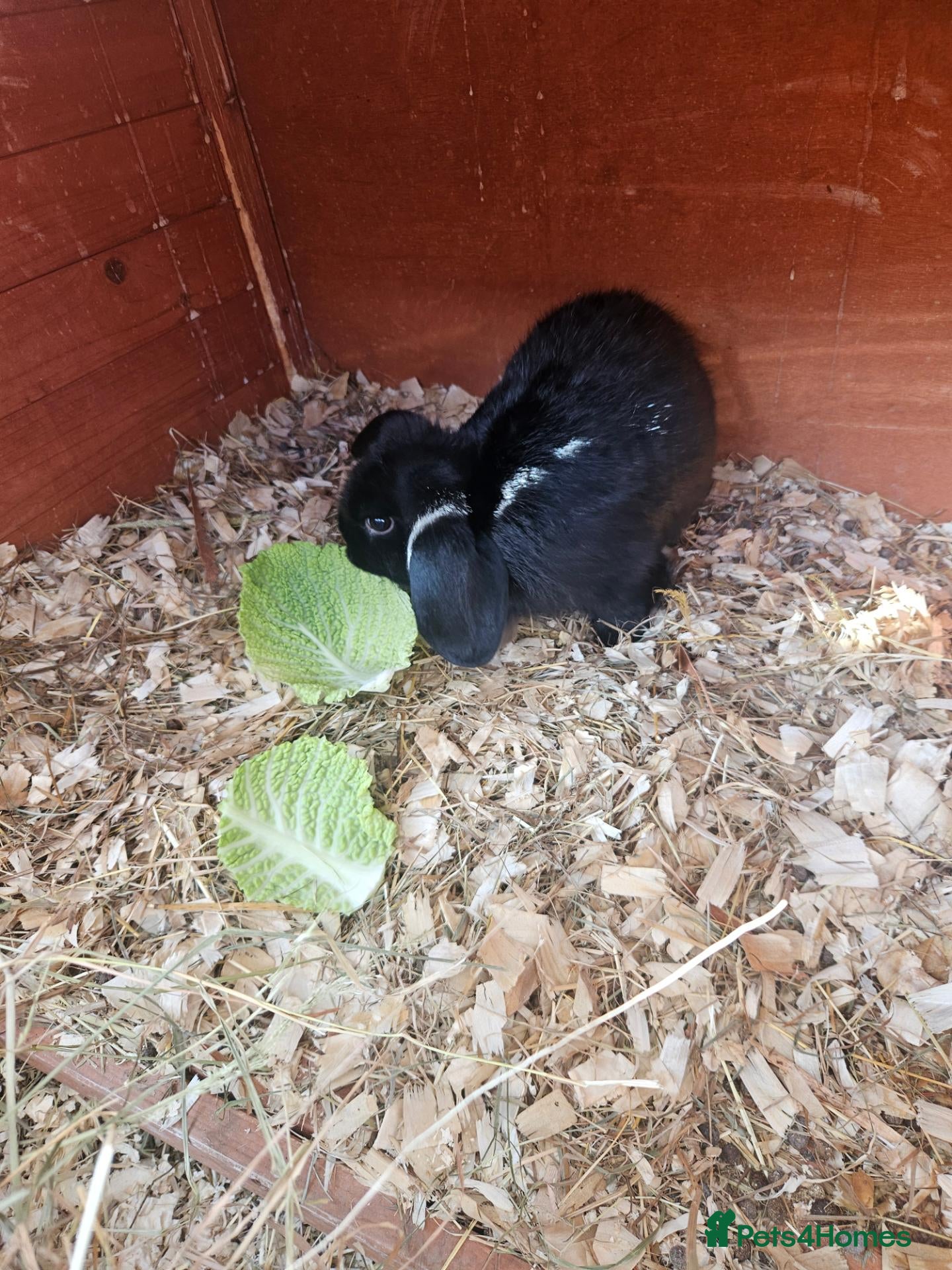 Mixed Breed rabbits Mini lop x american blue  - Advert 7