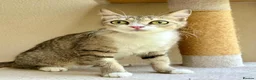 Mixed Breed cats for adoption: Special Female Cat for Indoor Only Adoption - Advert 1