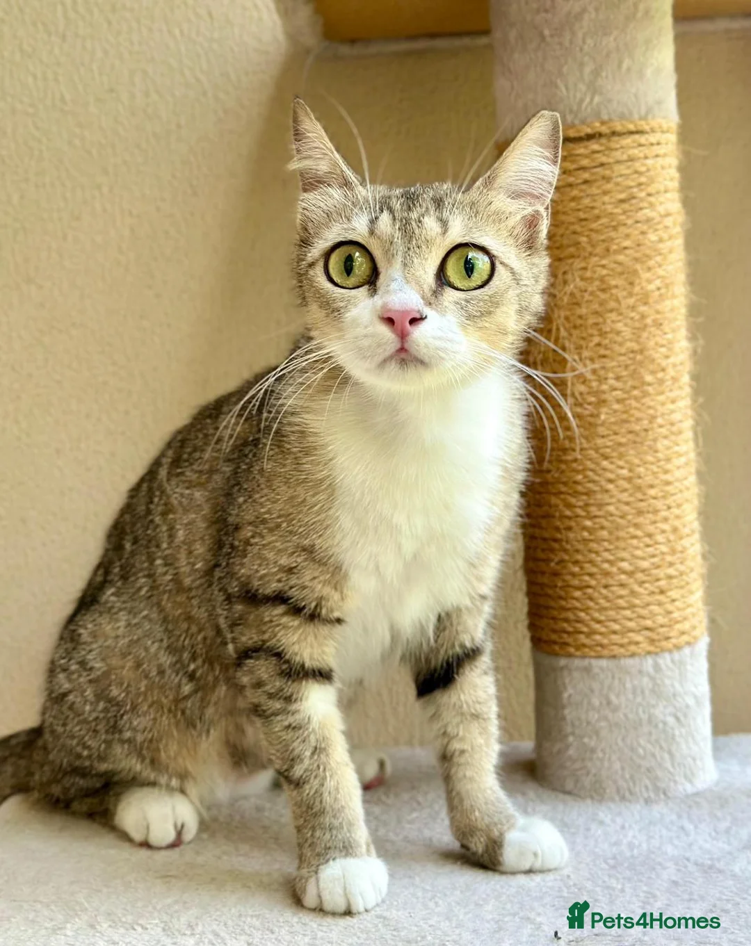 Mixed Breed cats for adoption: Special Female Cat for Indoor Only Adoption - Advert 1