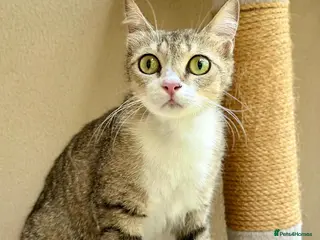Mixed Breed cats Special Female Cat for Indoor Only Adoption - Advert 3
