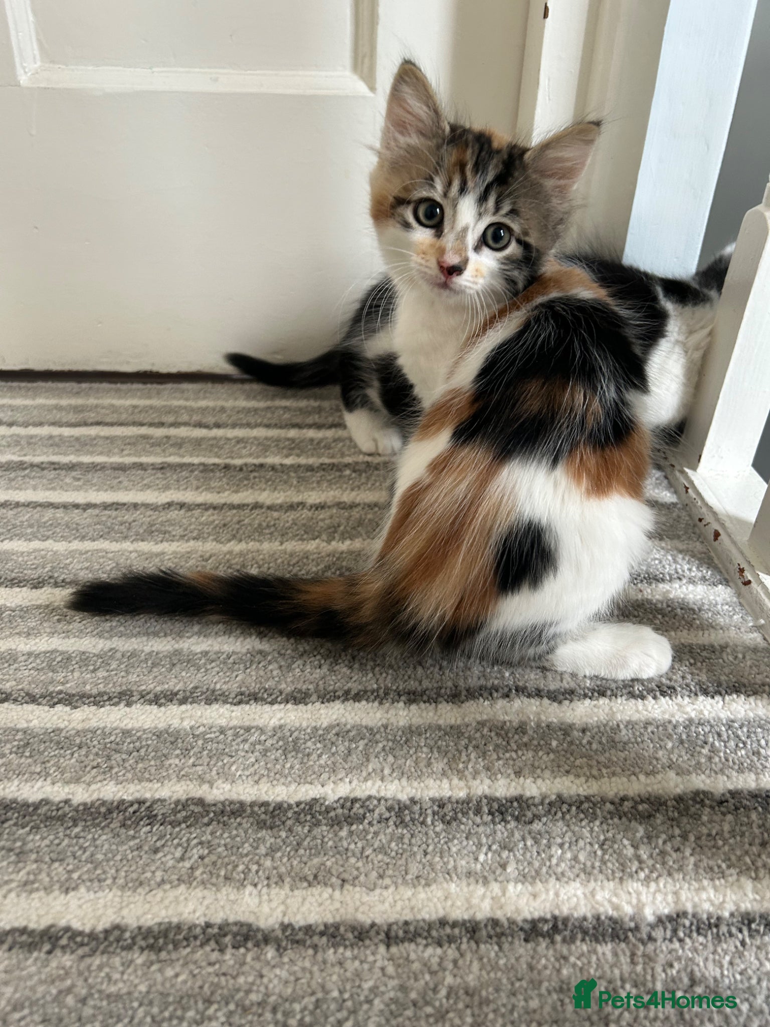 Mixed Breed cats Three sweet fluffy kittens - Advert 1