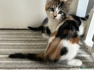 Mixed Breed cats Three sweet fluffy kittens - Advert 1