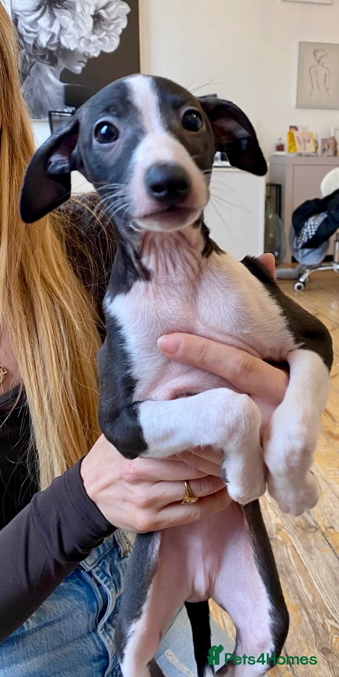 Italian Greyhound dogs for sale: 2 beautiful boy Iggys looking for their new home - Advert 32