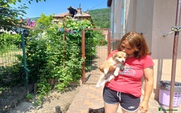 Mixed Breed dogs for adoption: Meet LOLA, a Lovely Puppy Girl - for a Loving Home - Image 3