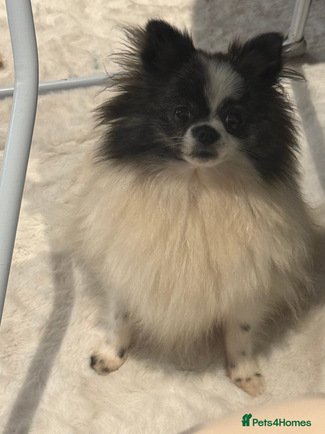 Pomeranian dogs for sale: ✨ Beautiful Pomeranian Puppies Available ✨ - Advert 3