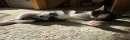 Mixed Breed cats for sale: Non pedigree kittens - Advert 4