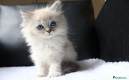 Ragdoll cats for sale: Healthy Kitten Fully Vaccinated Litter Box Trained - Image 5
