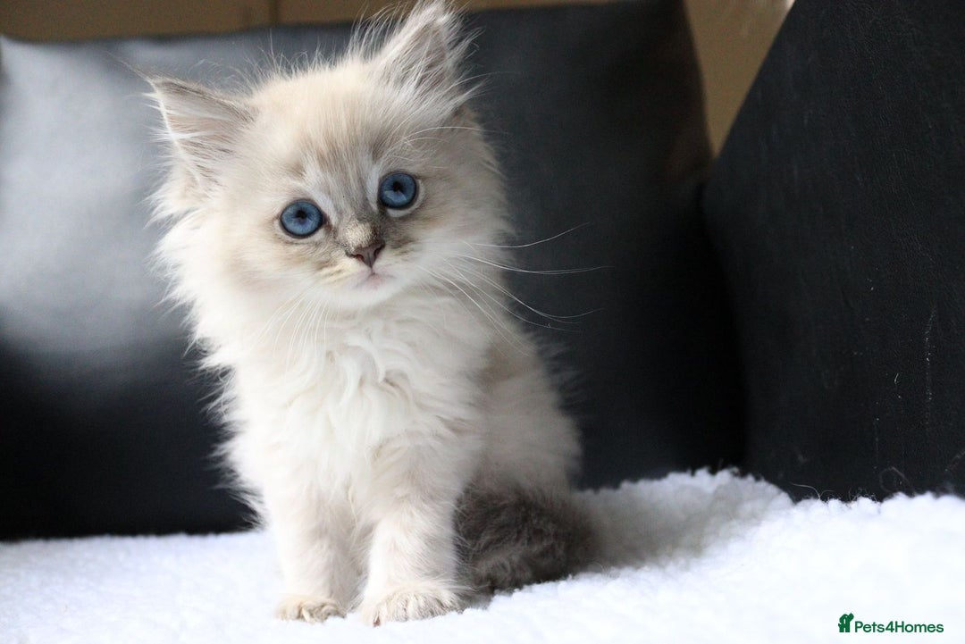 Ragdoll cats for sale: Healthy Kitten Fully Vaccinated Litter Box Trained - Image 5