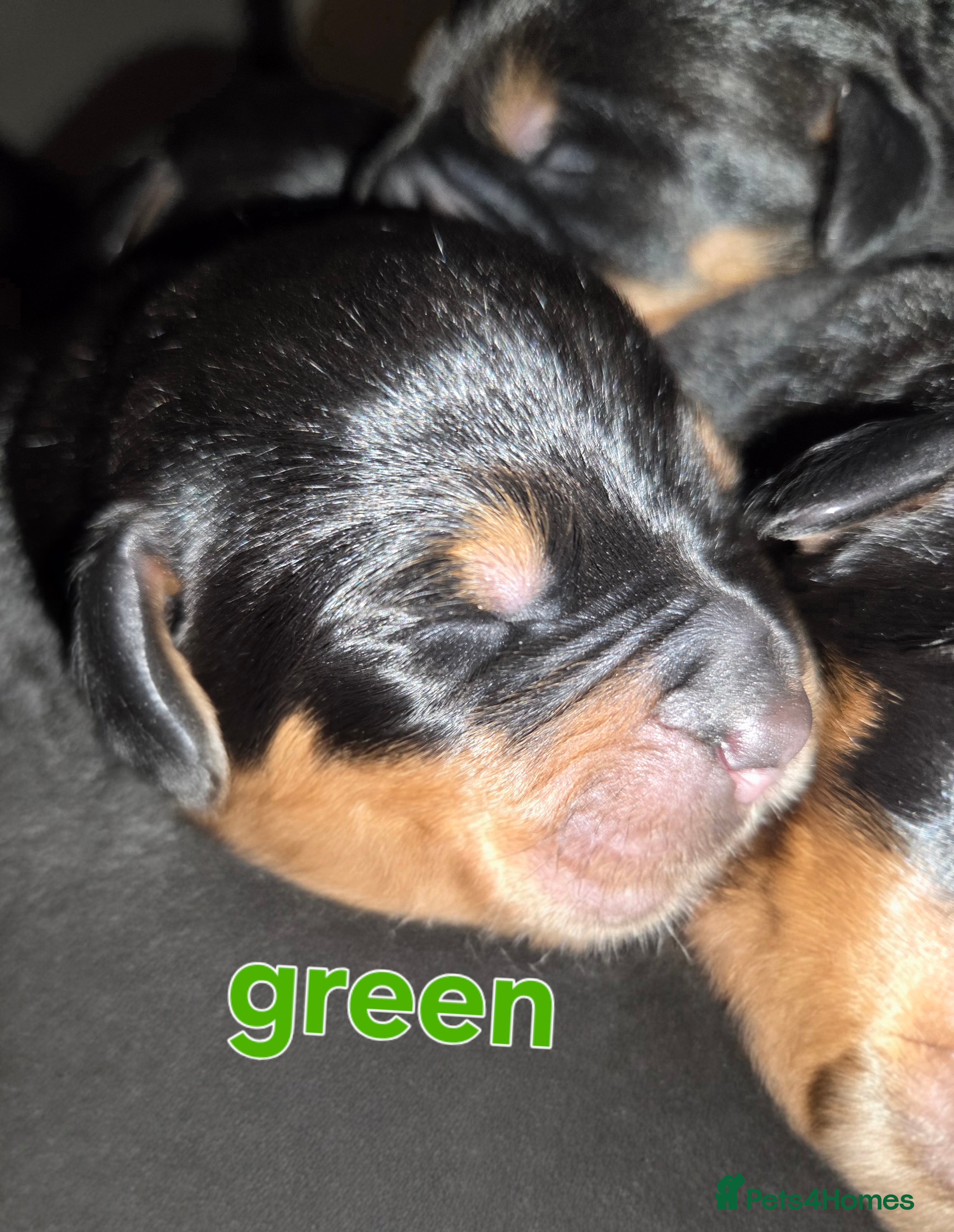 Rottweiler Puppy 2