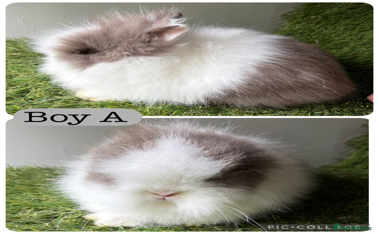 Lionhead rabbits - Advert 4