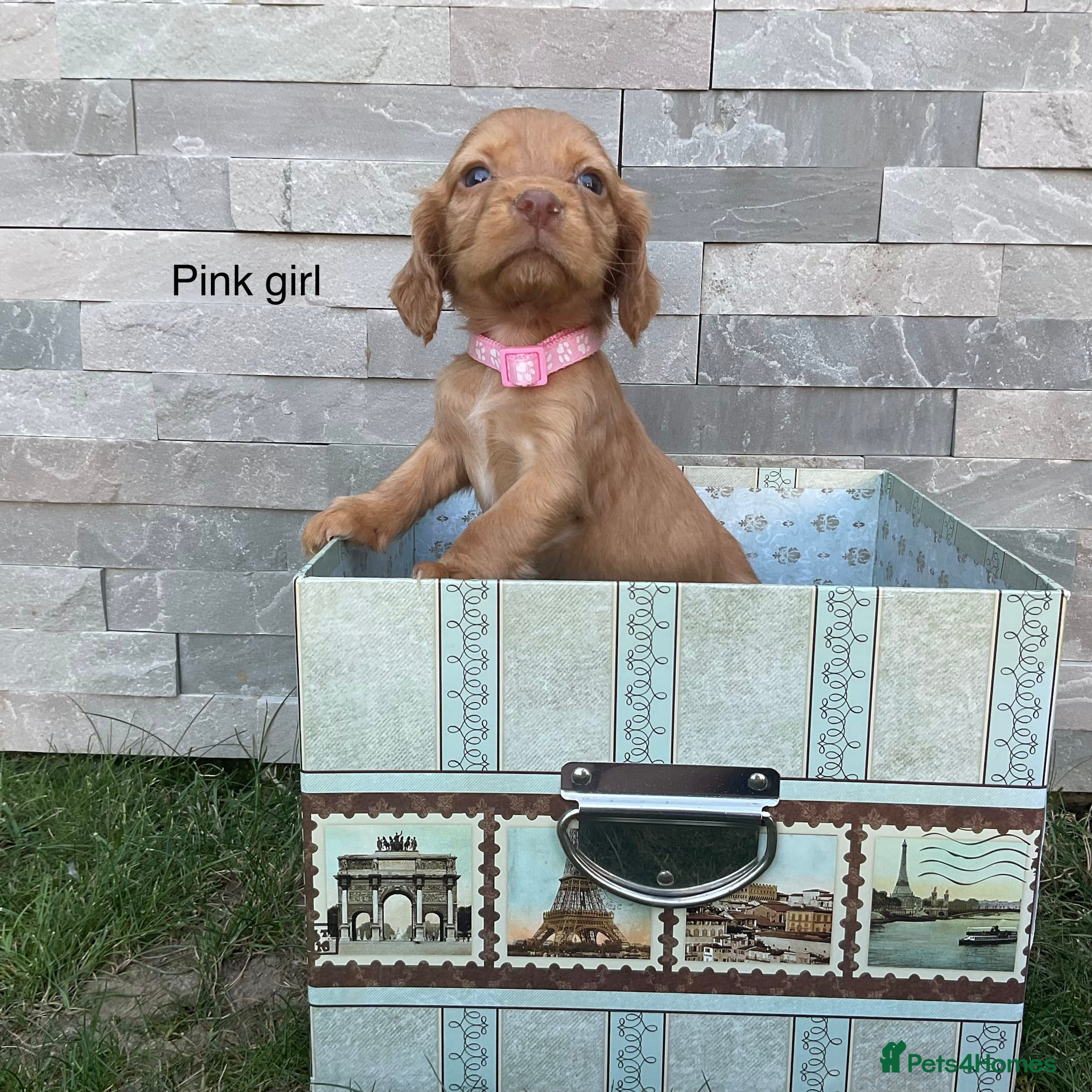 Cocker Spaniel dogs Hereditary clear working cocker spaniels - Advert 1
