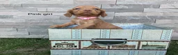 Cocker Spaniel dogs for sale: Hereditary clear working cocker spaniels in Ingatestone - Advert 11