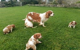 Cavalier King Charles Spaniel dogs for sale: Gorgeous litter of Cavalier King Charles Spaniels - Image 5