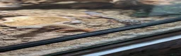 Gecko reptiles for sale: Leopard gecko  in Hounslow - Advert 9