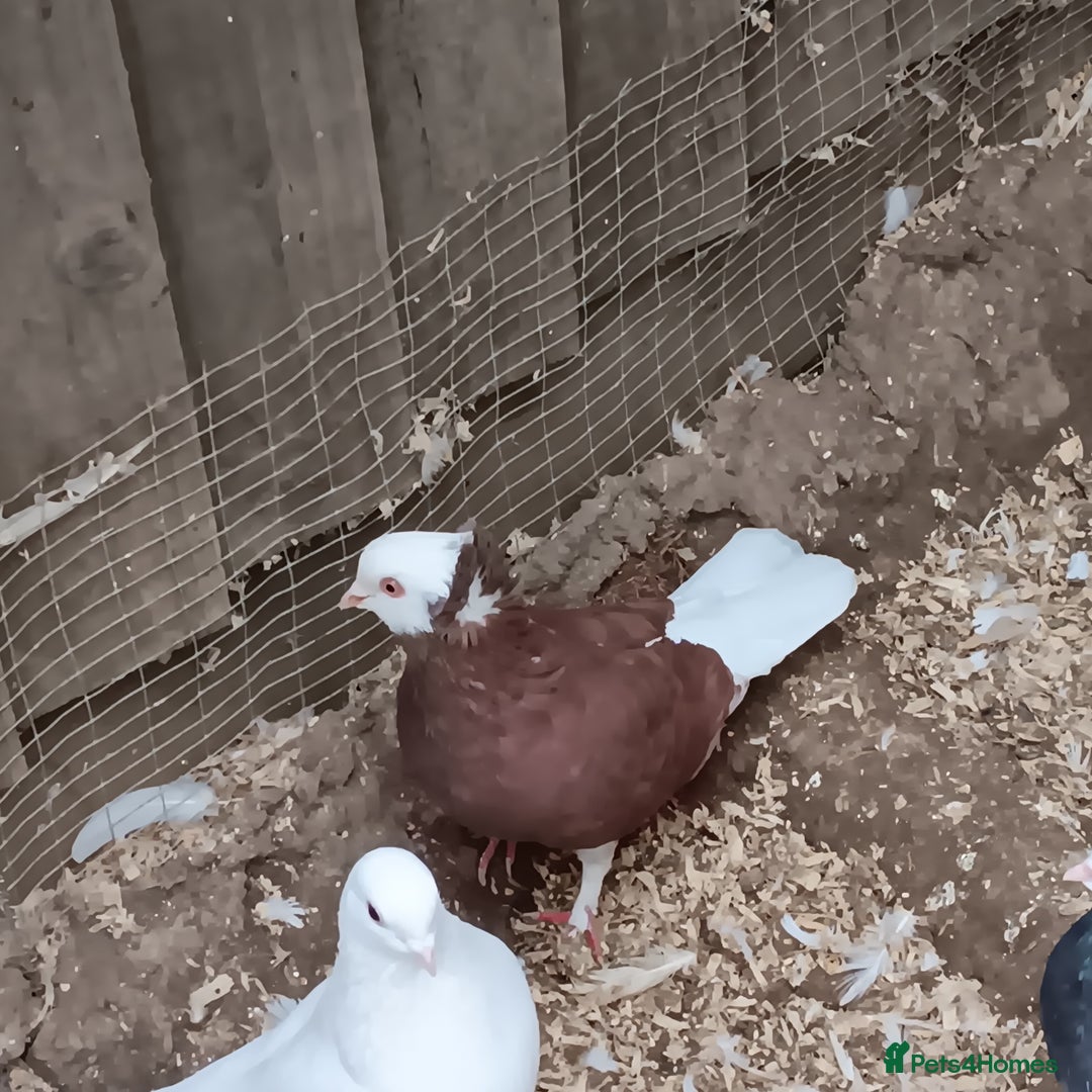 Pigeons birds for sale: Pigeons - Image 3